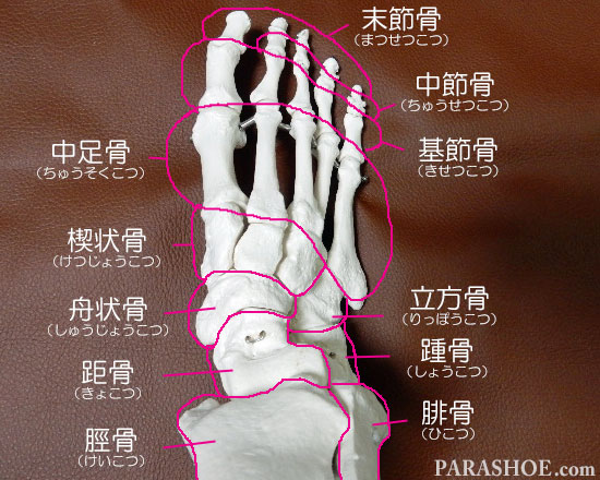 足の骨格を知ろう 足の骨格 骨の名称 関節 アーチなど 靴専門通販サイト 靴のパラダイス